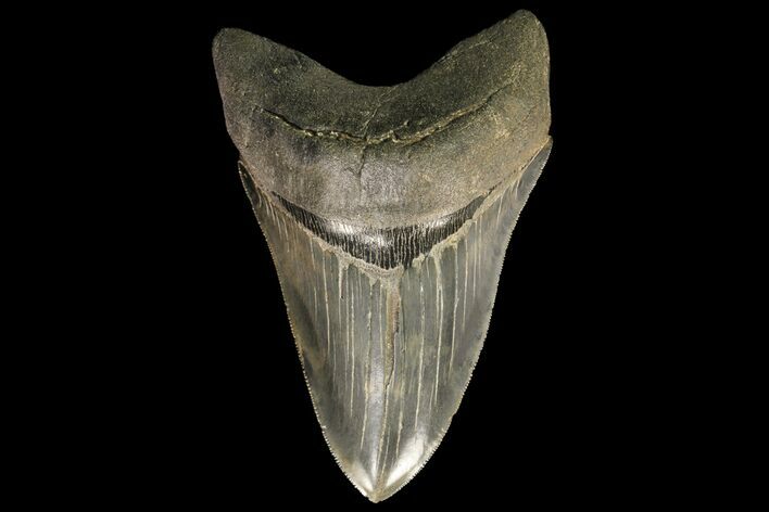 Serrated, Fossil Megalodon Tooth - Robust, Lower Tooth #78206